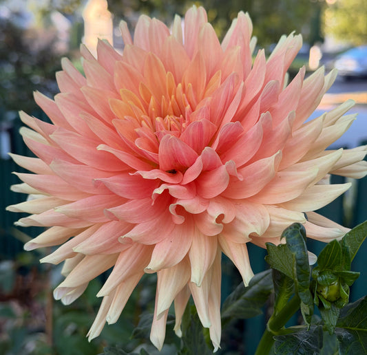 Hana Hitosuji Dahlia