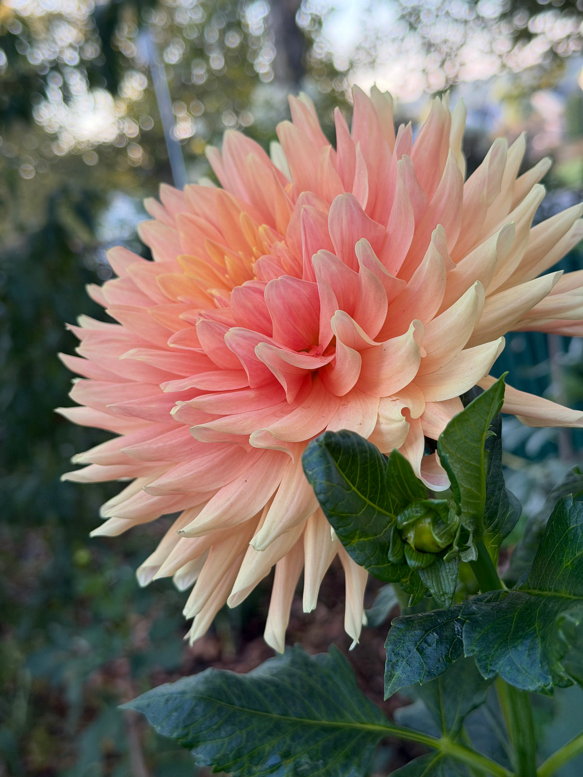 Hana Hitosuji Dahlia