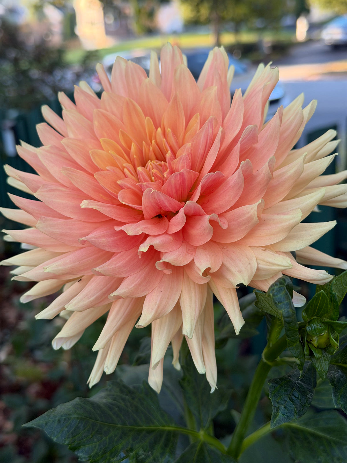 Hana Hitosuji Dahlia