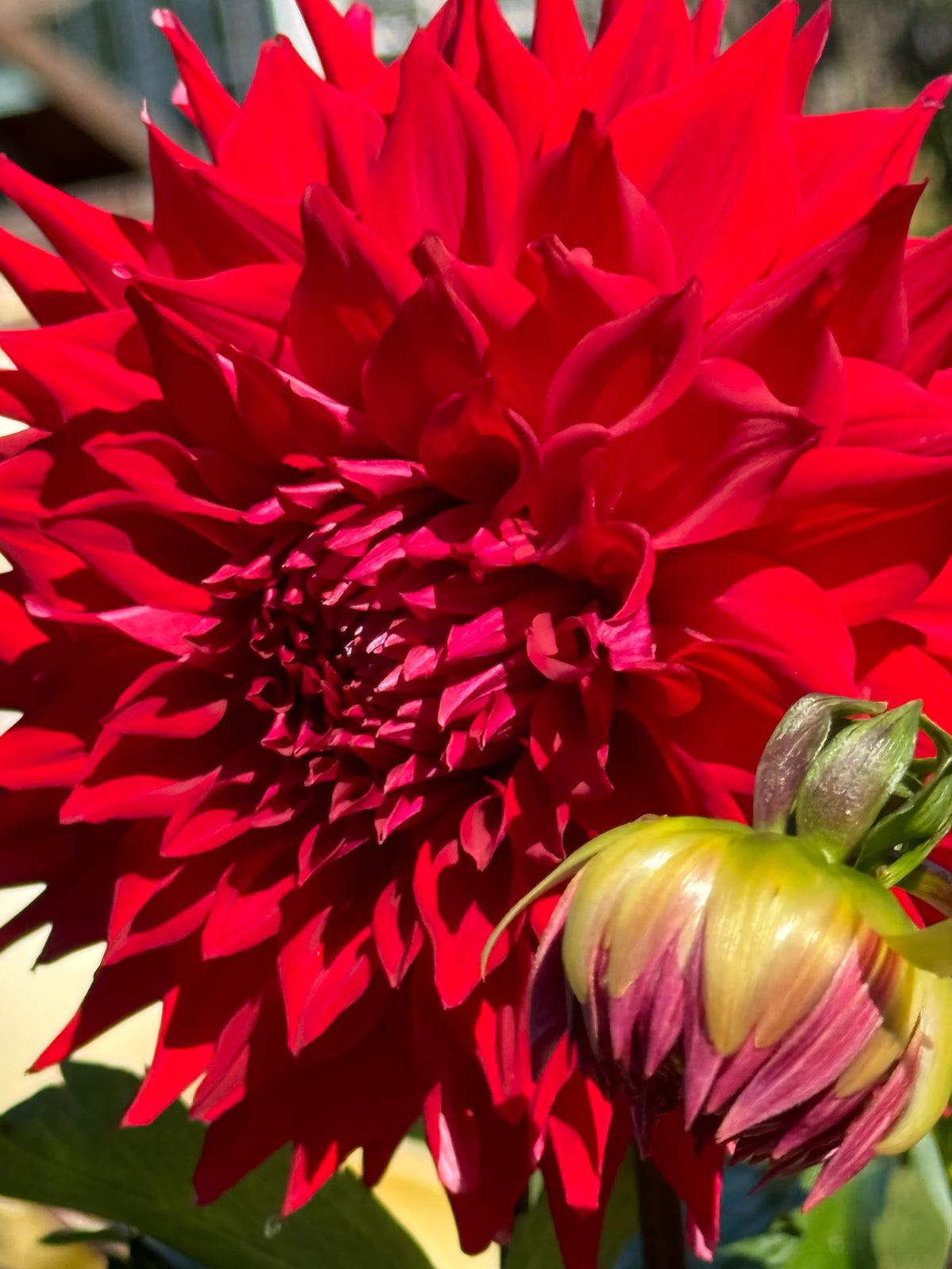 Zapf’s Deseret Storm Dahlia