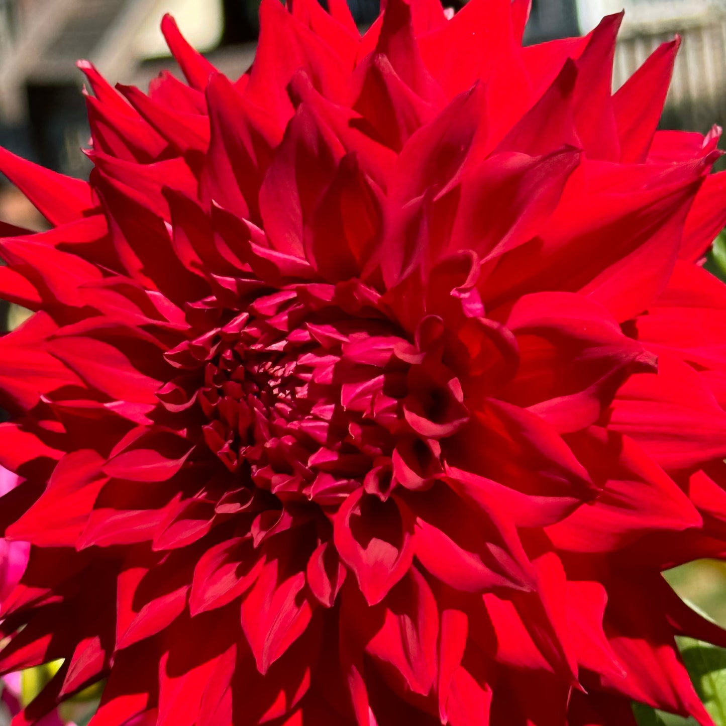 Bloomquist Compelling Dahlia