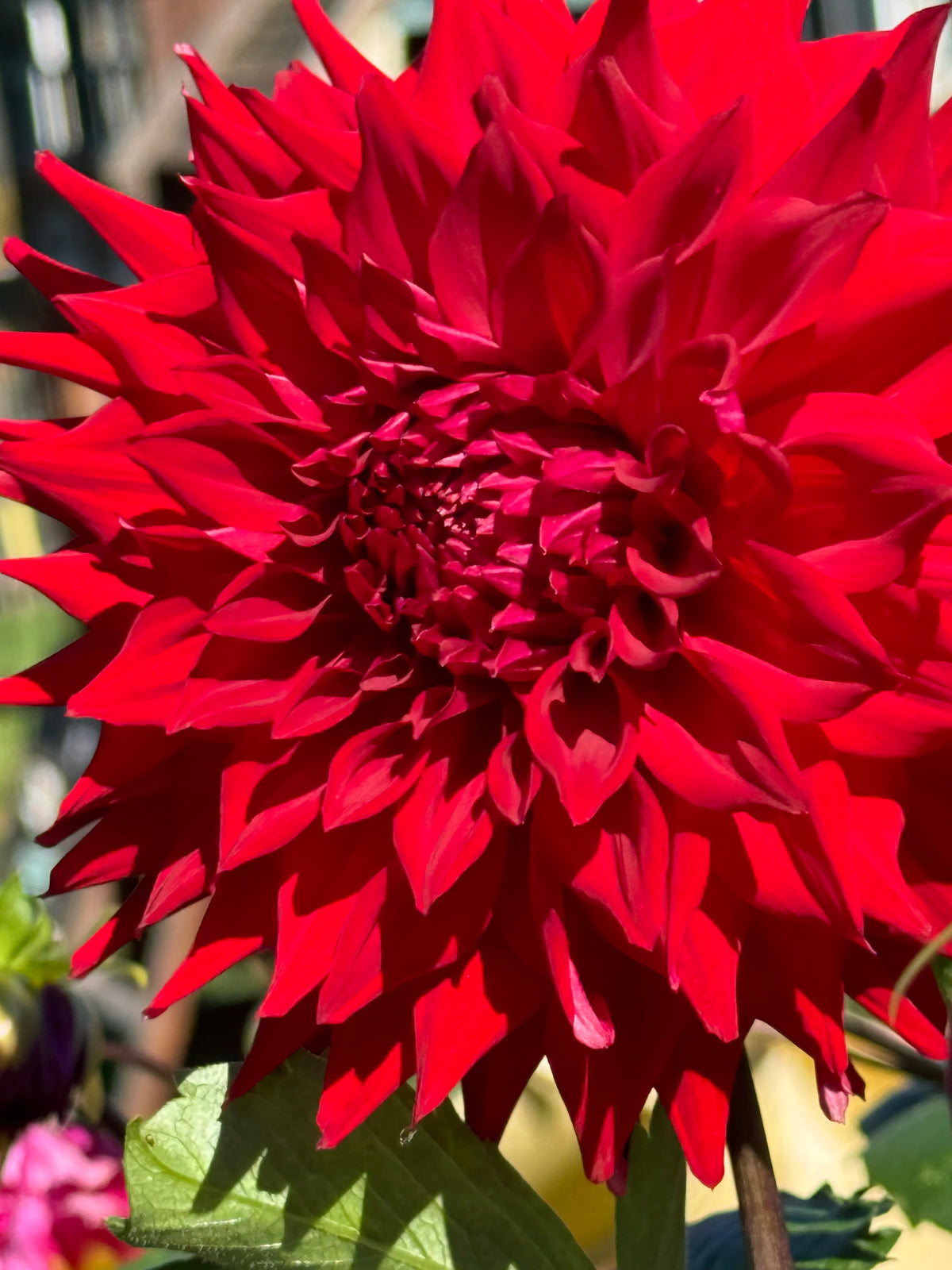 Zapf’s Deseret Storm Dahlia