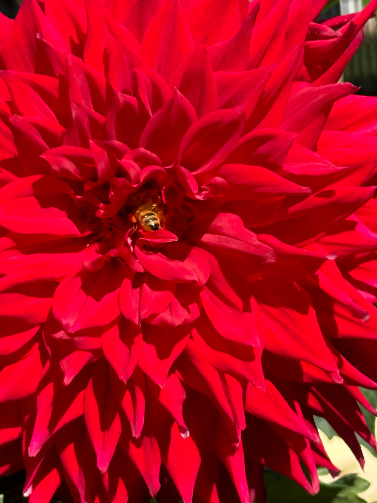 Zapf’s Deseret Storm Dahlia