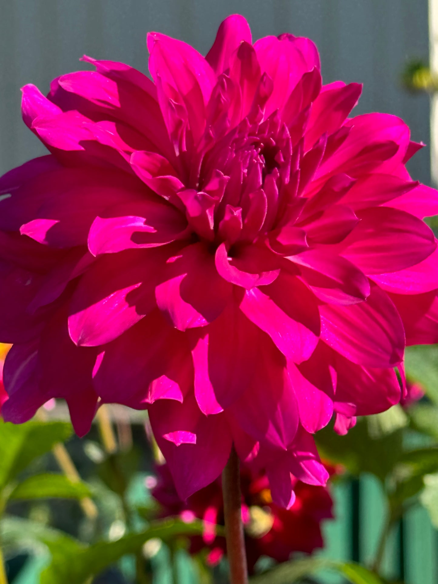 See Electra Dahlia