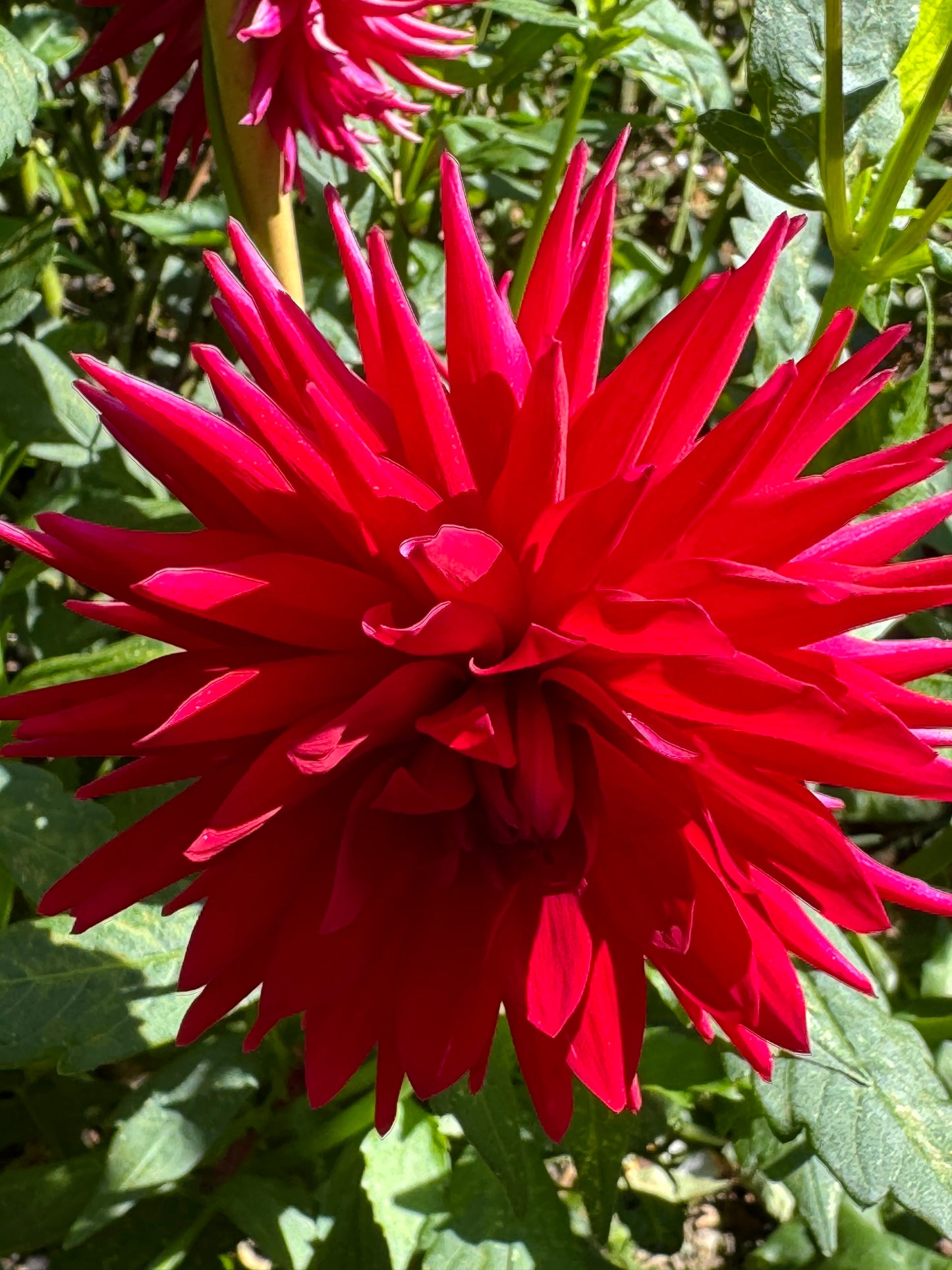 Matilda Huston Dahlia