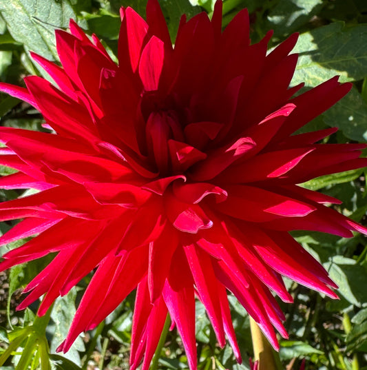 Lavaman Dahlia