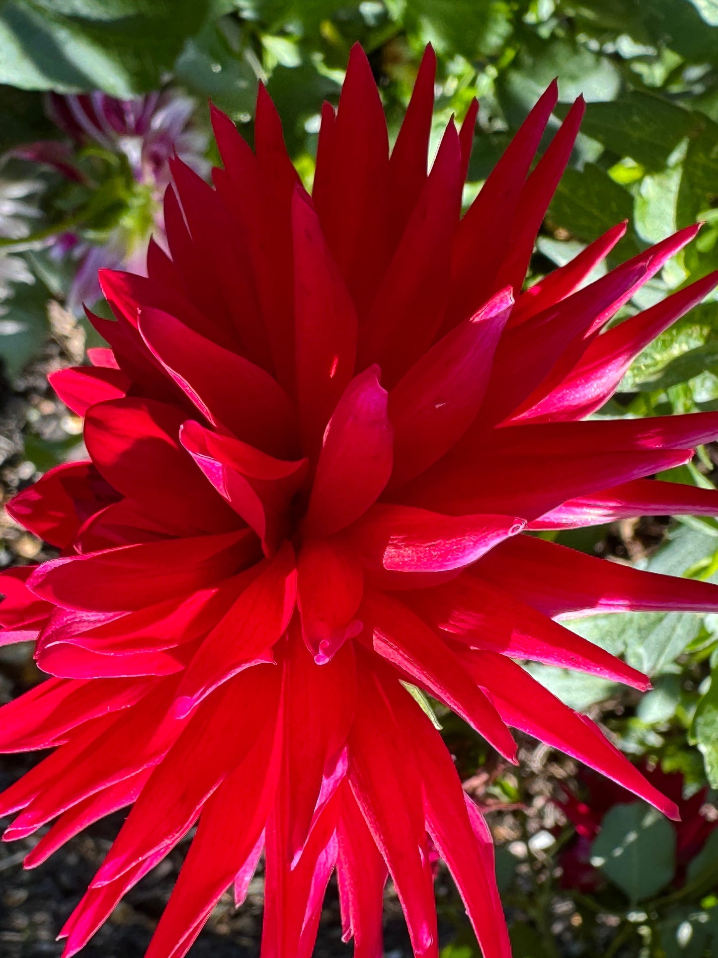 Lavaman Dahlia