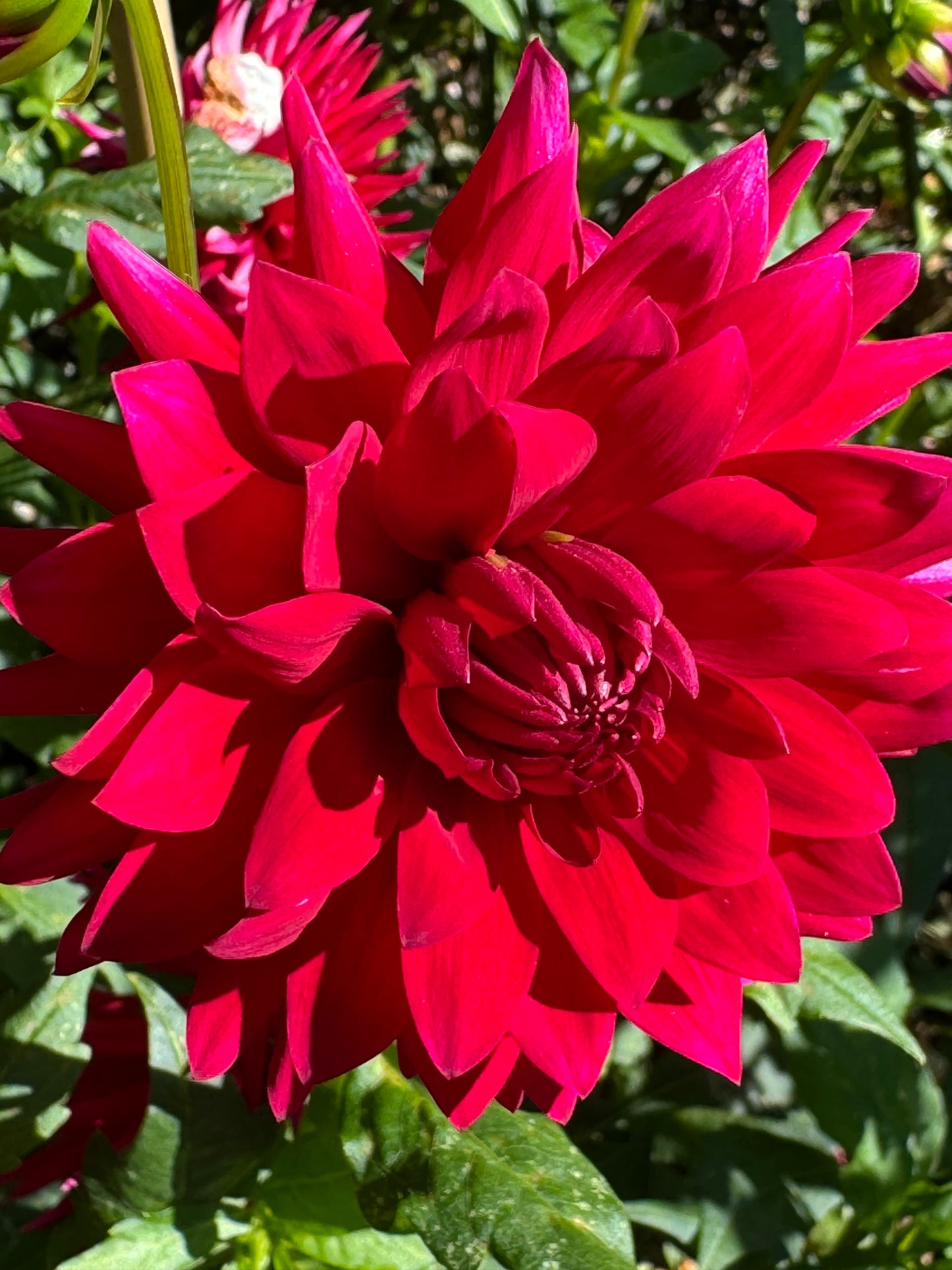 Matilda Huston Dahlia