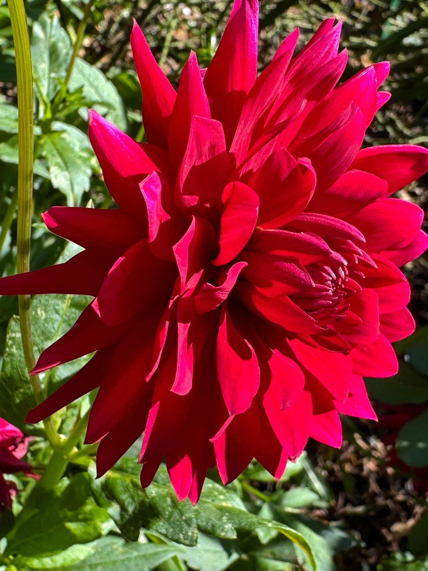 Matilda Huston Dahlia