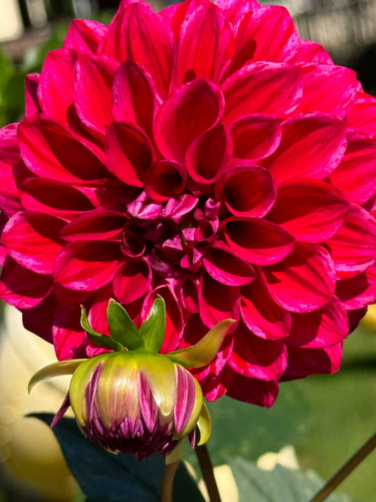 Elks Twitterpation Dahlia