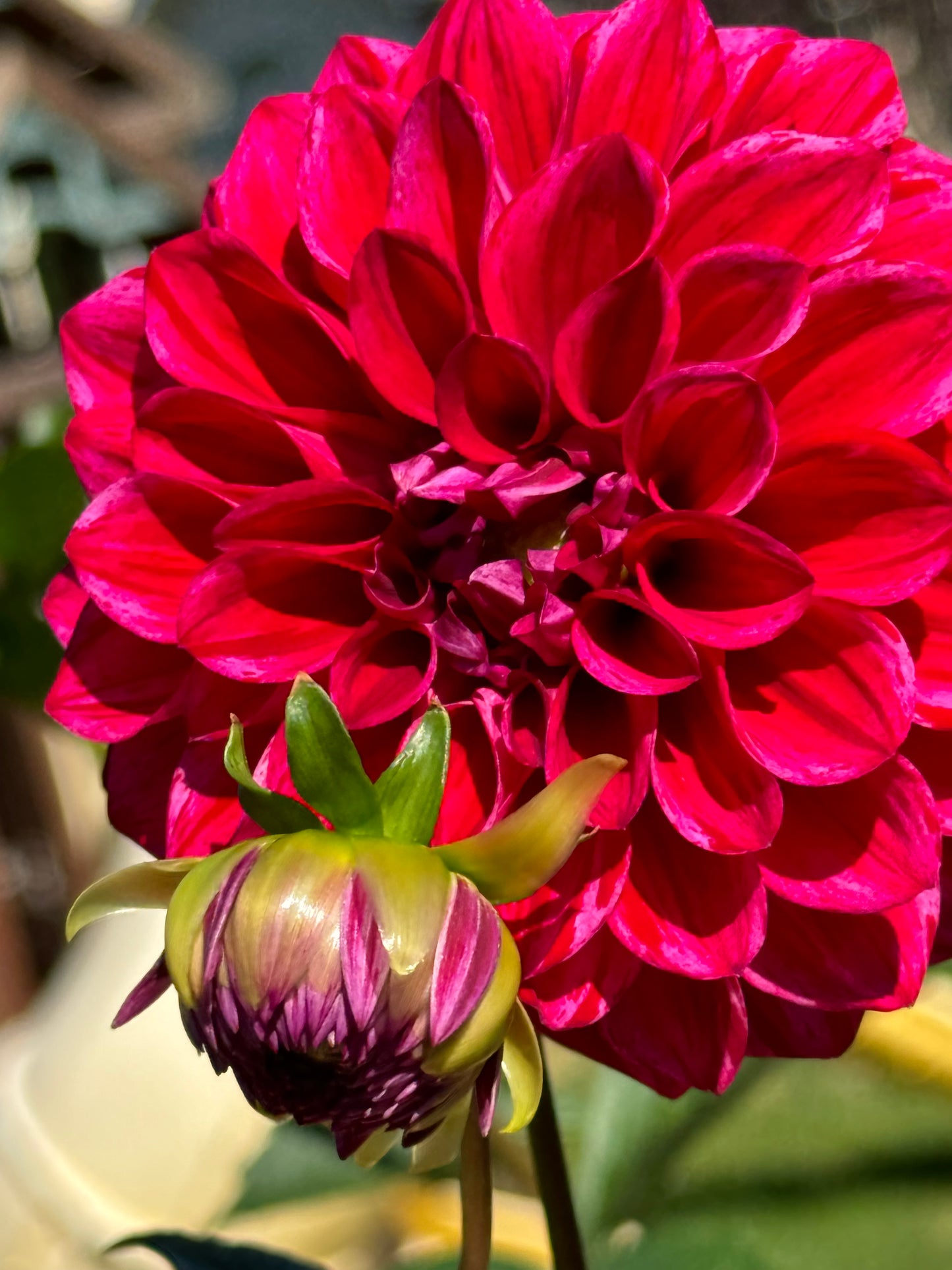 Elks Twitterpation Dahlia