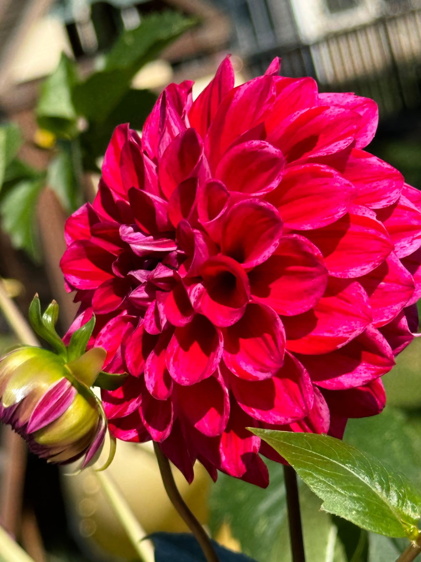 Elks Twitterpation Dahlia