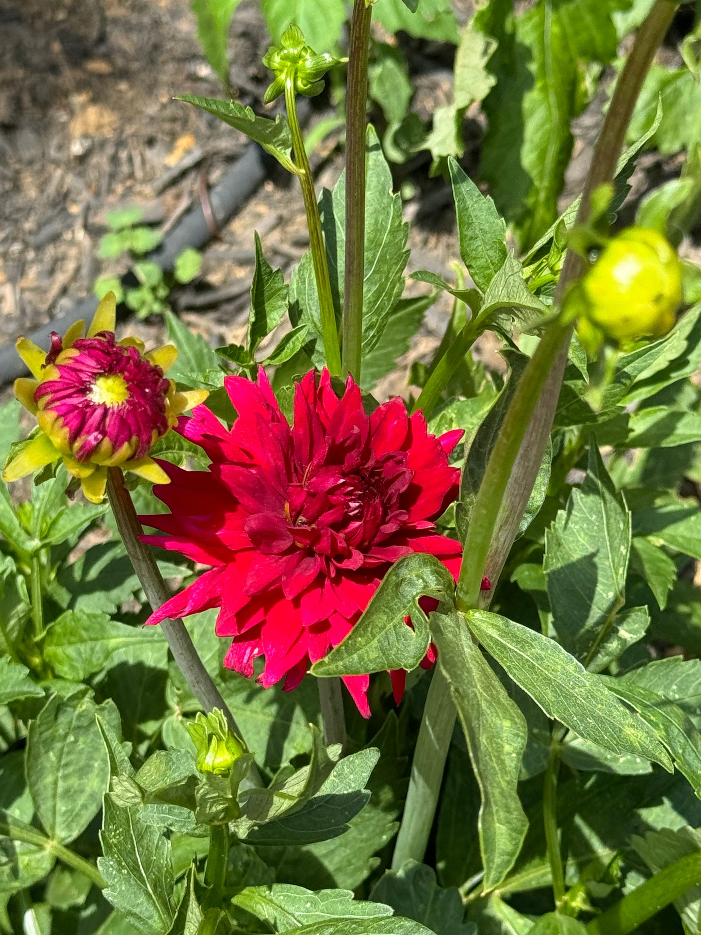 Matilda Huston Dahlia