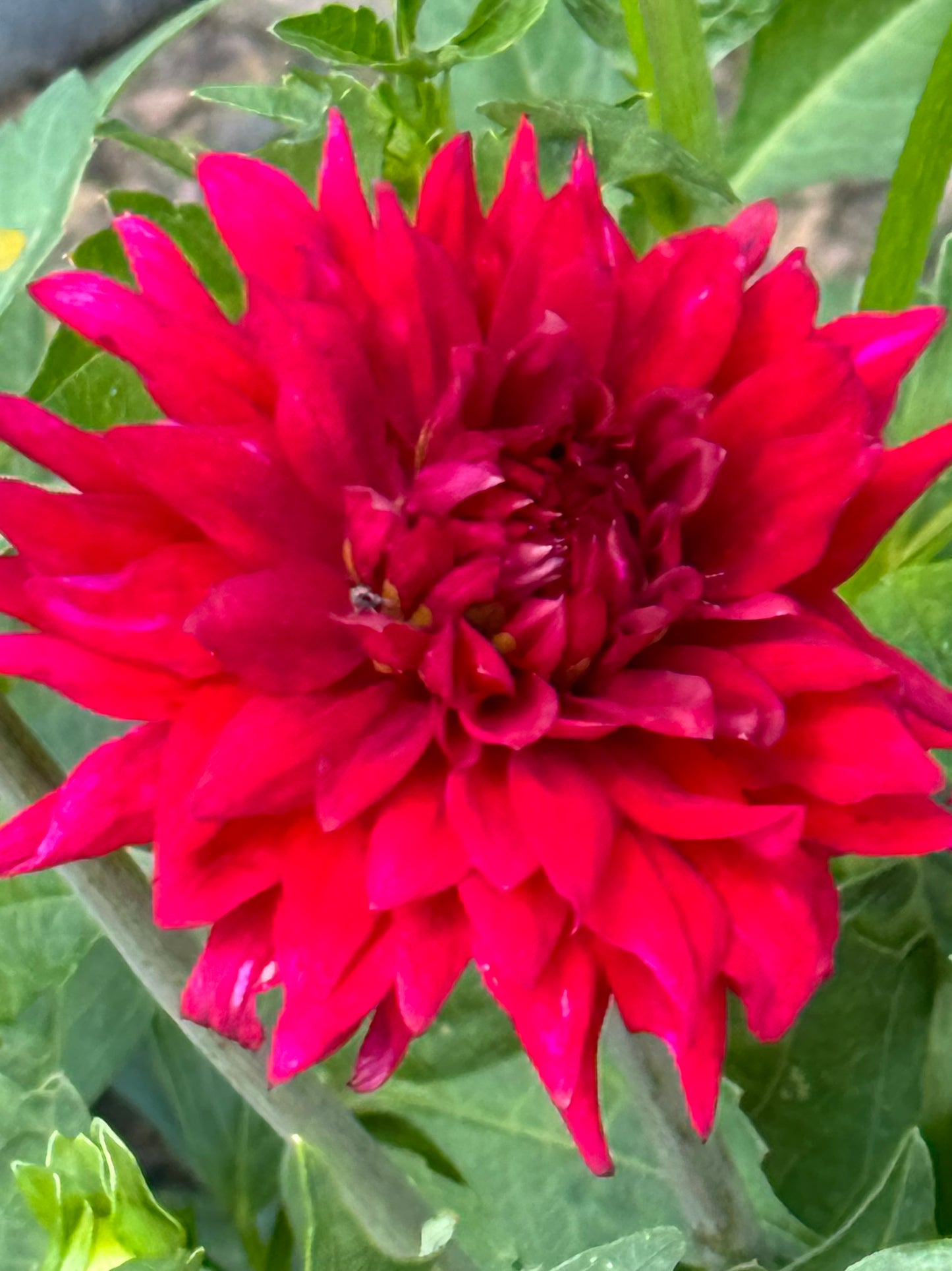 Matilda Huston Dahlia