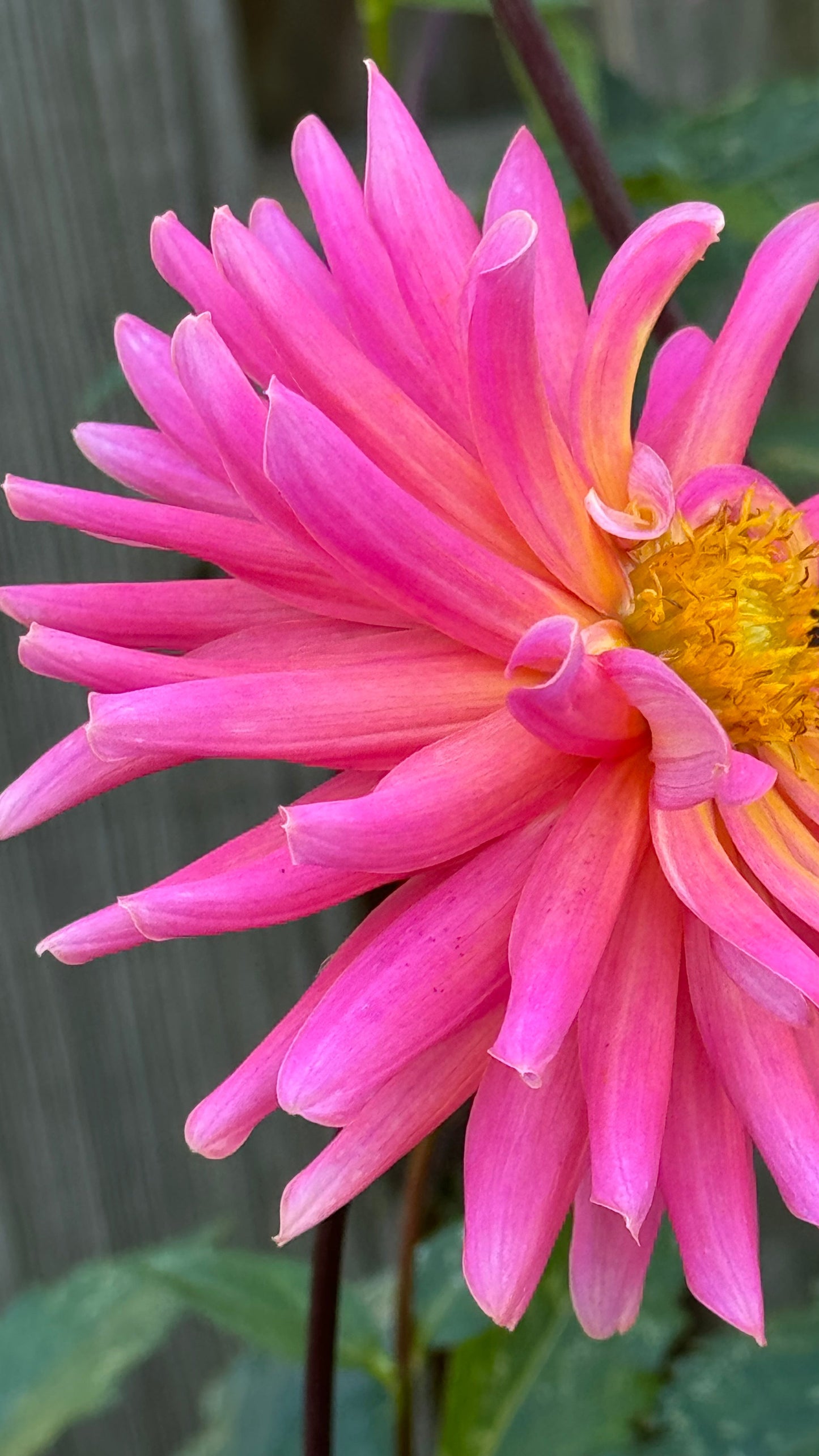 Tutti Frutti Dahlia