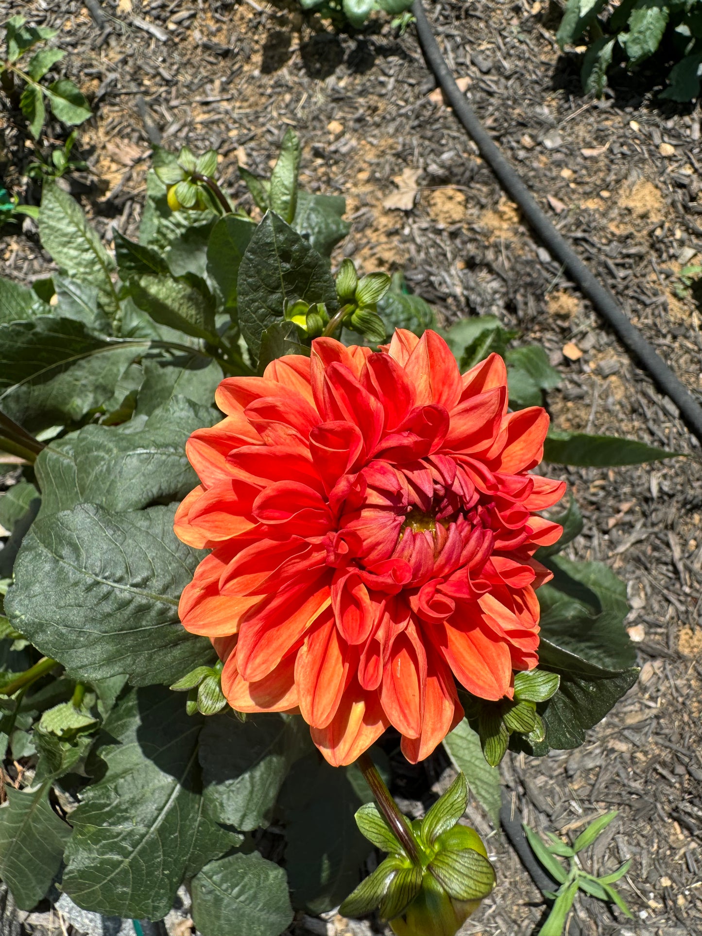 Orange Delight Dahlia