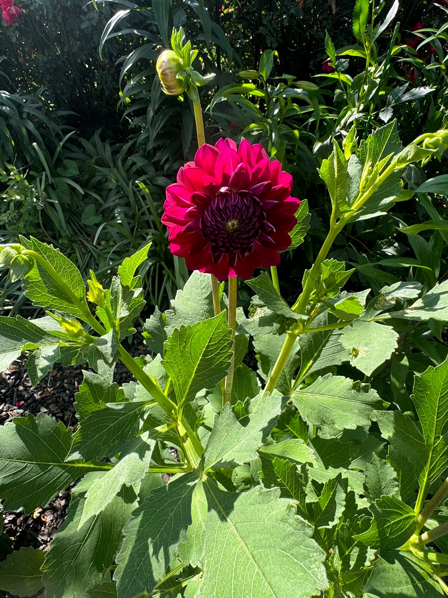 Lupin Chris Dahlia