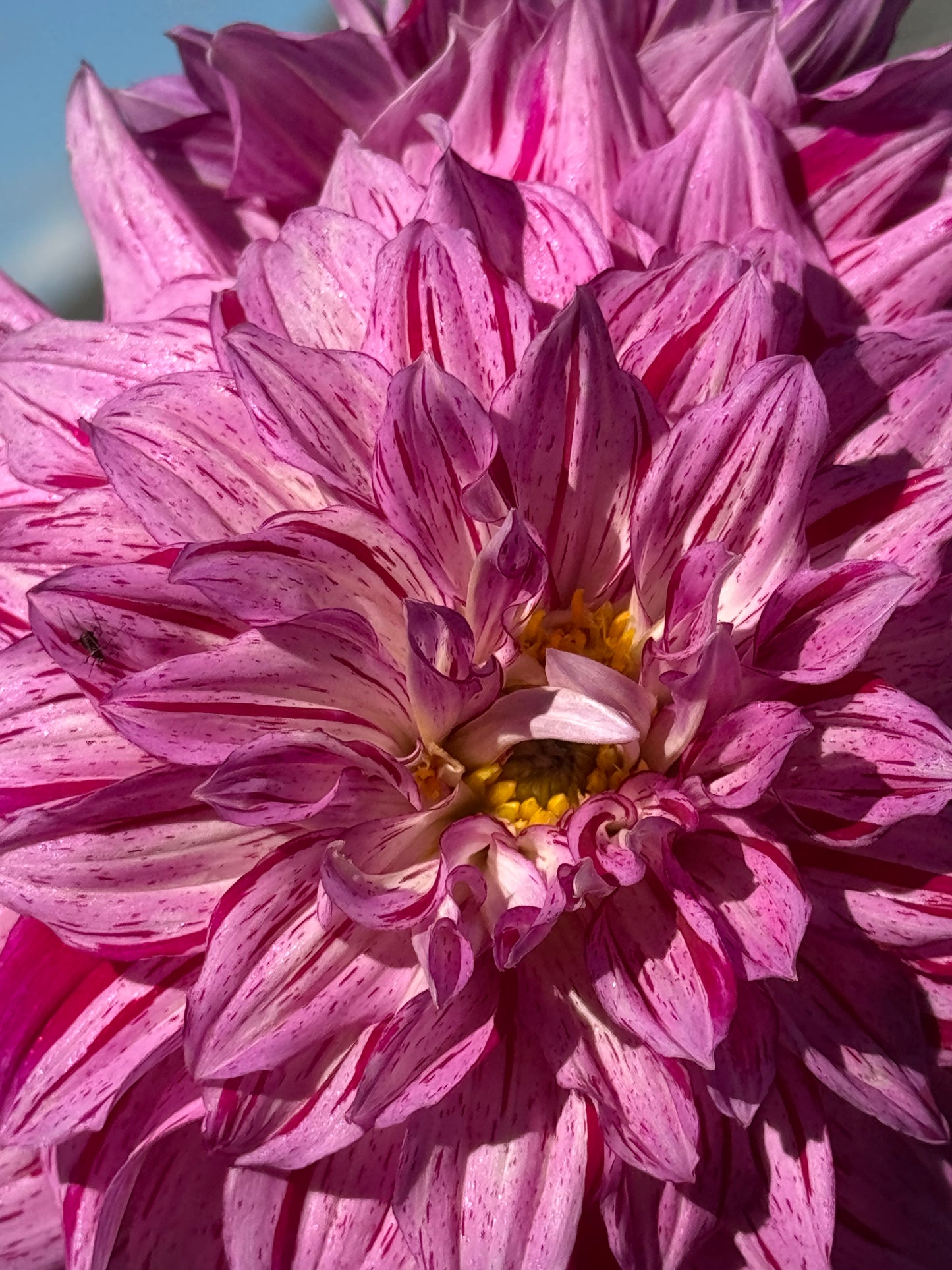 Tony’s Kiss Dahlia