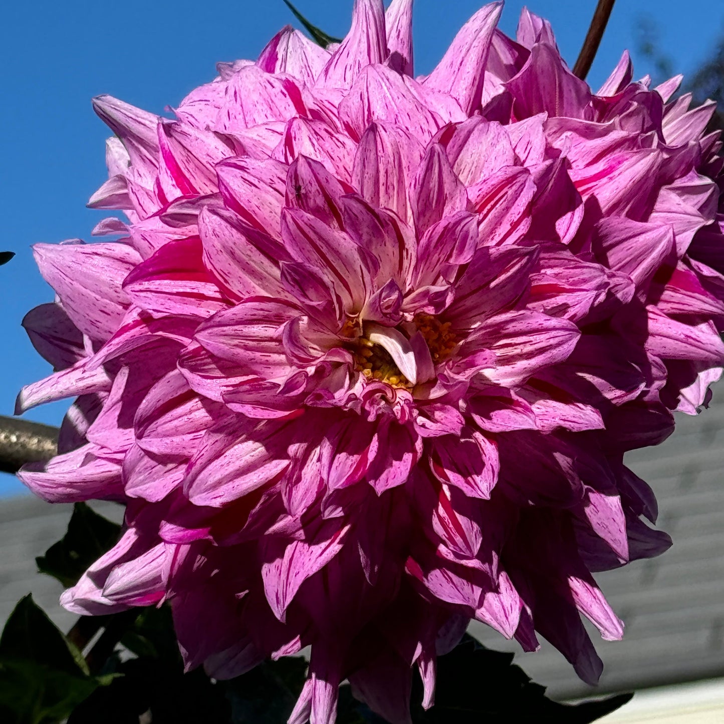 Tony’s Kiss Dahlia