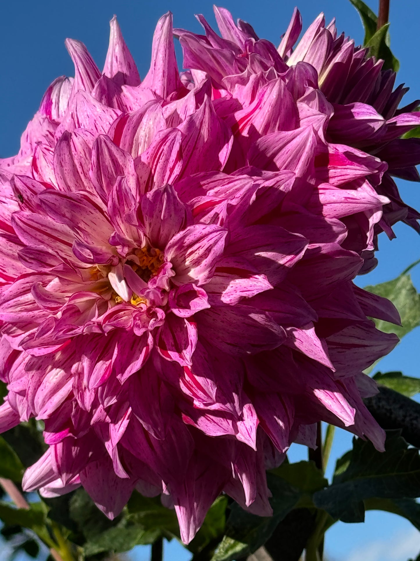 Tony’s Kiss Dahlia