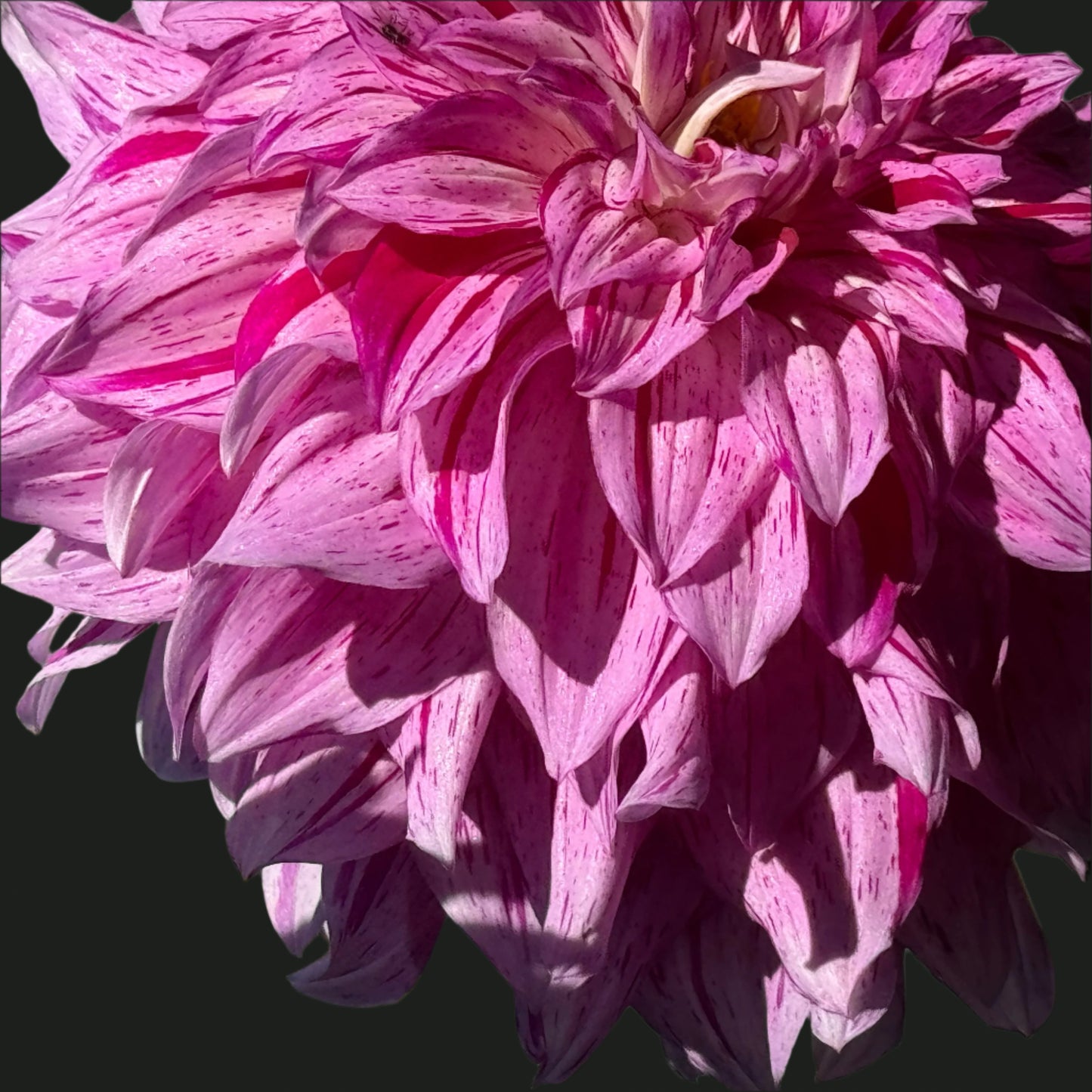 Tony’s Kiss Dahlia