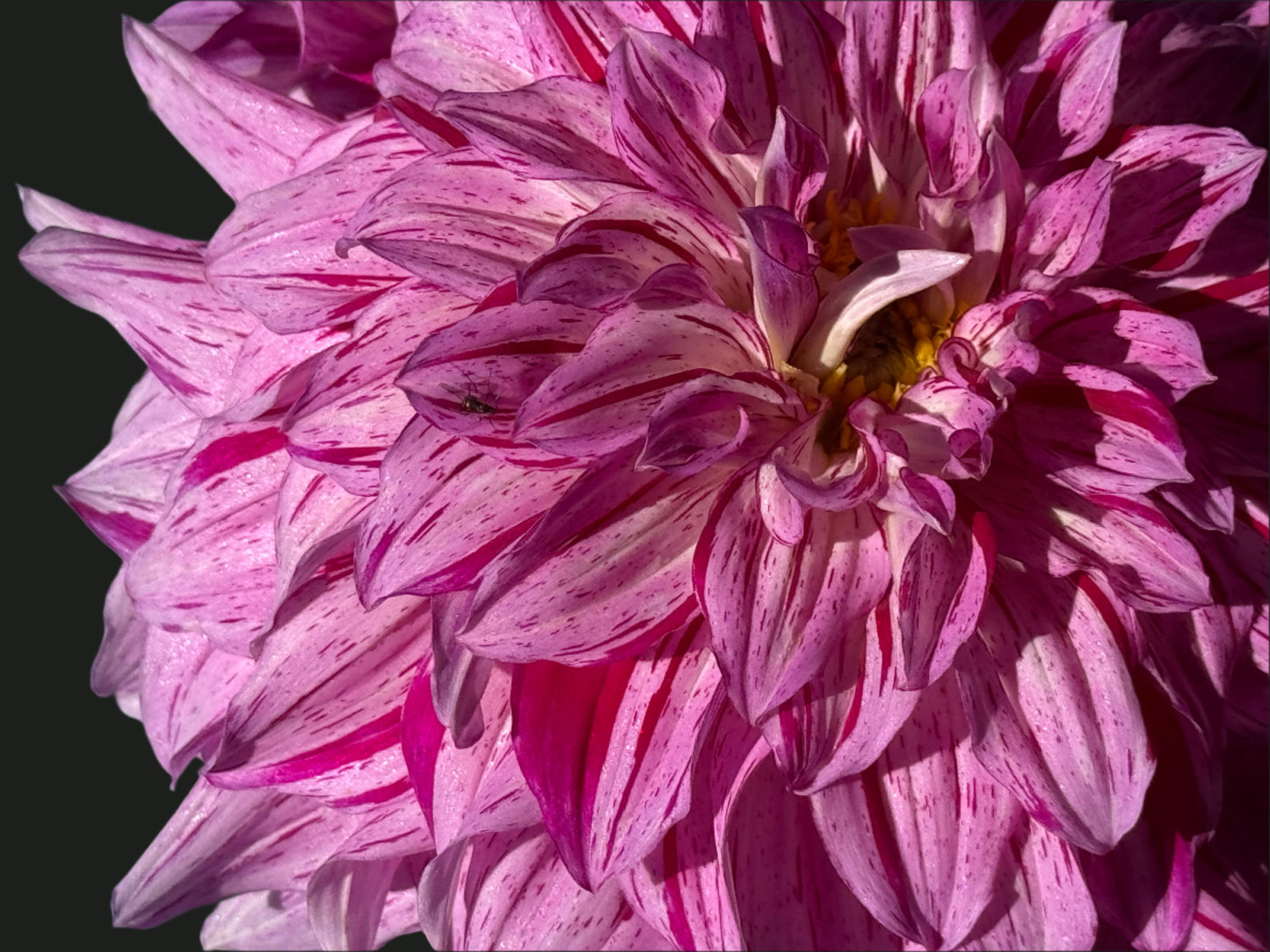 Tony’s Kiss Dahlia