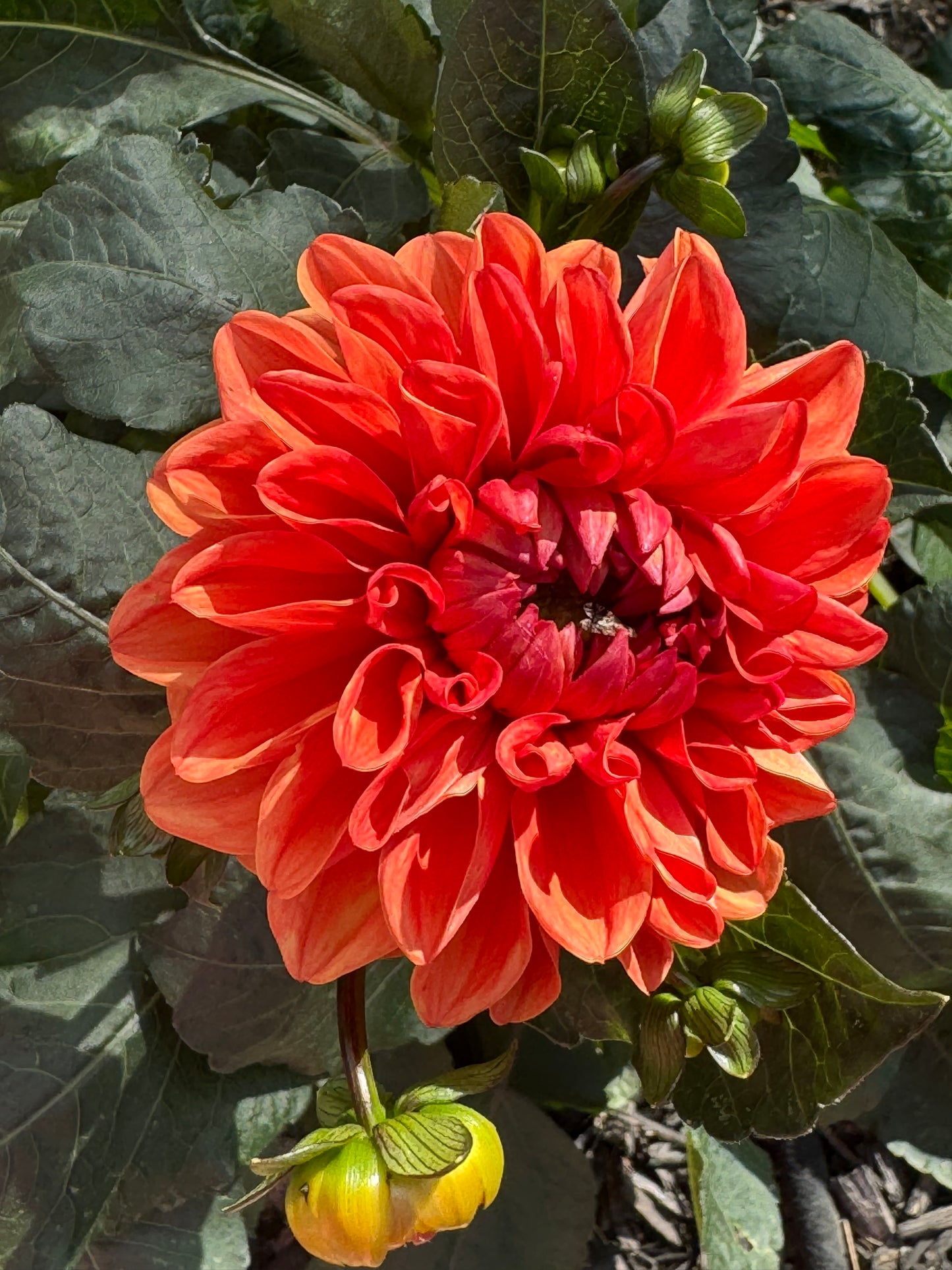 Orange Delight Dahlia