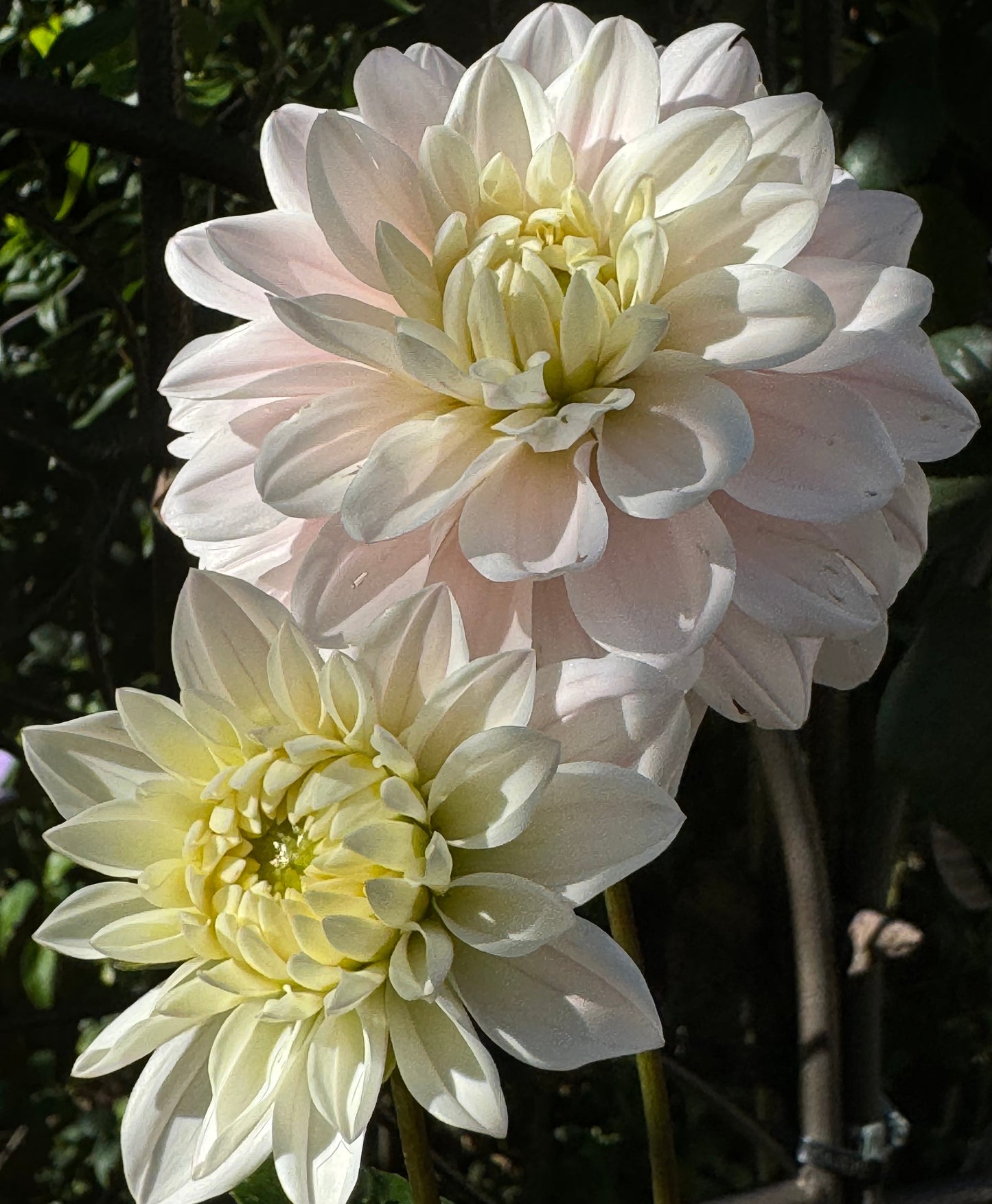 Karma Prospero Dahlia