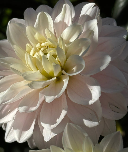 Karma Prospero Dahlia