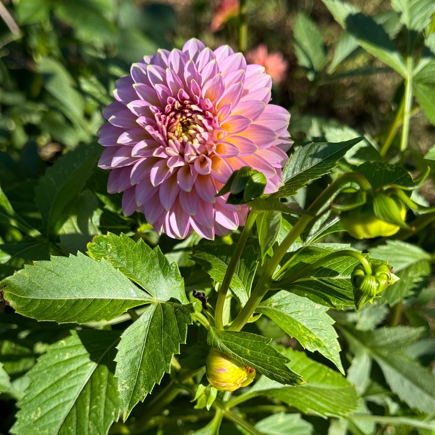 Bloomquist Essence Dahlia