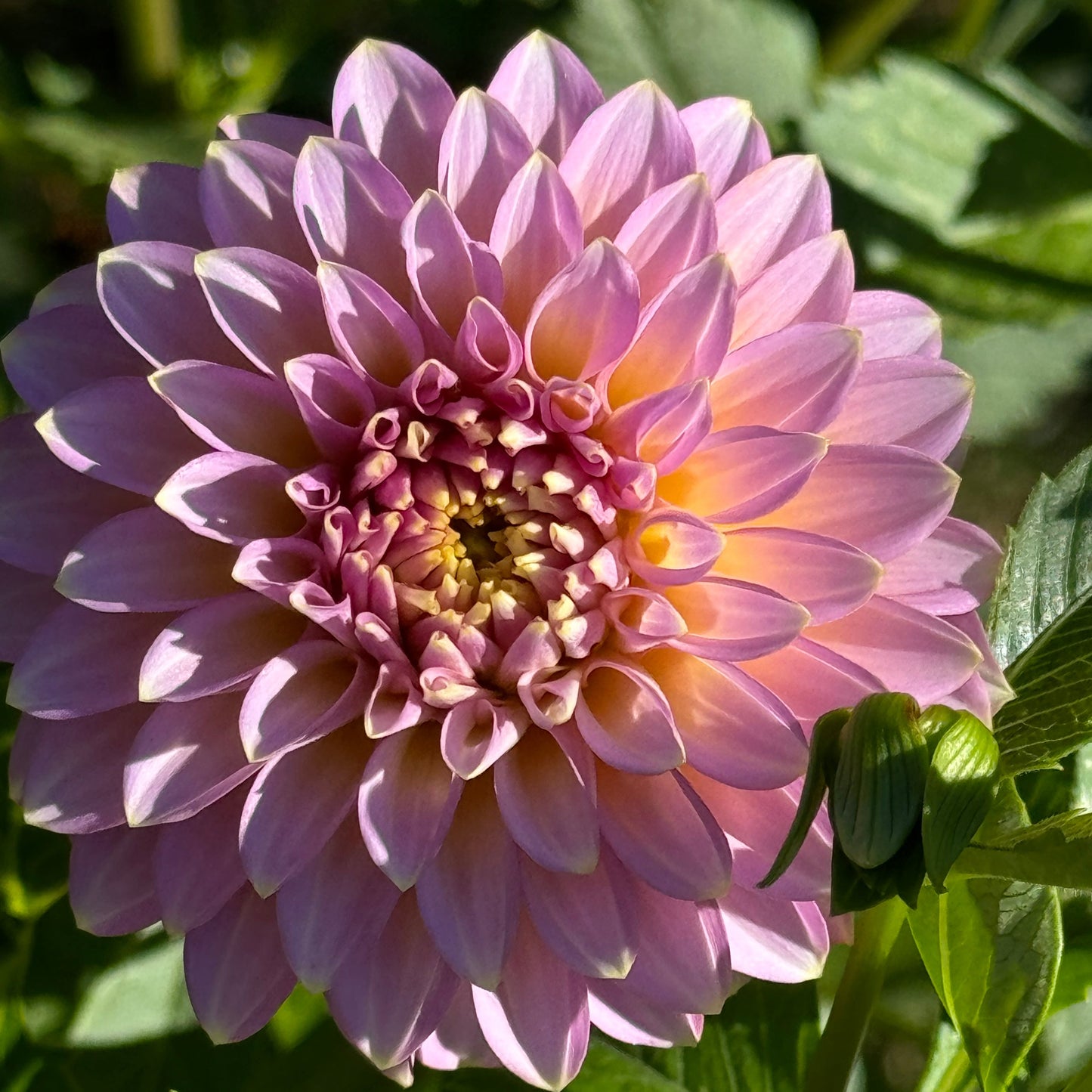 Bloomquist Essence Dahlia