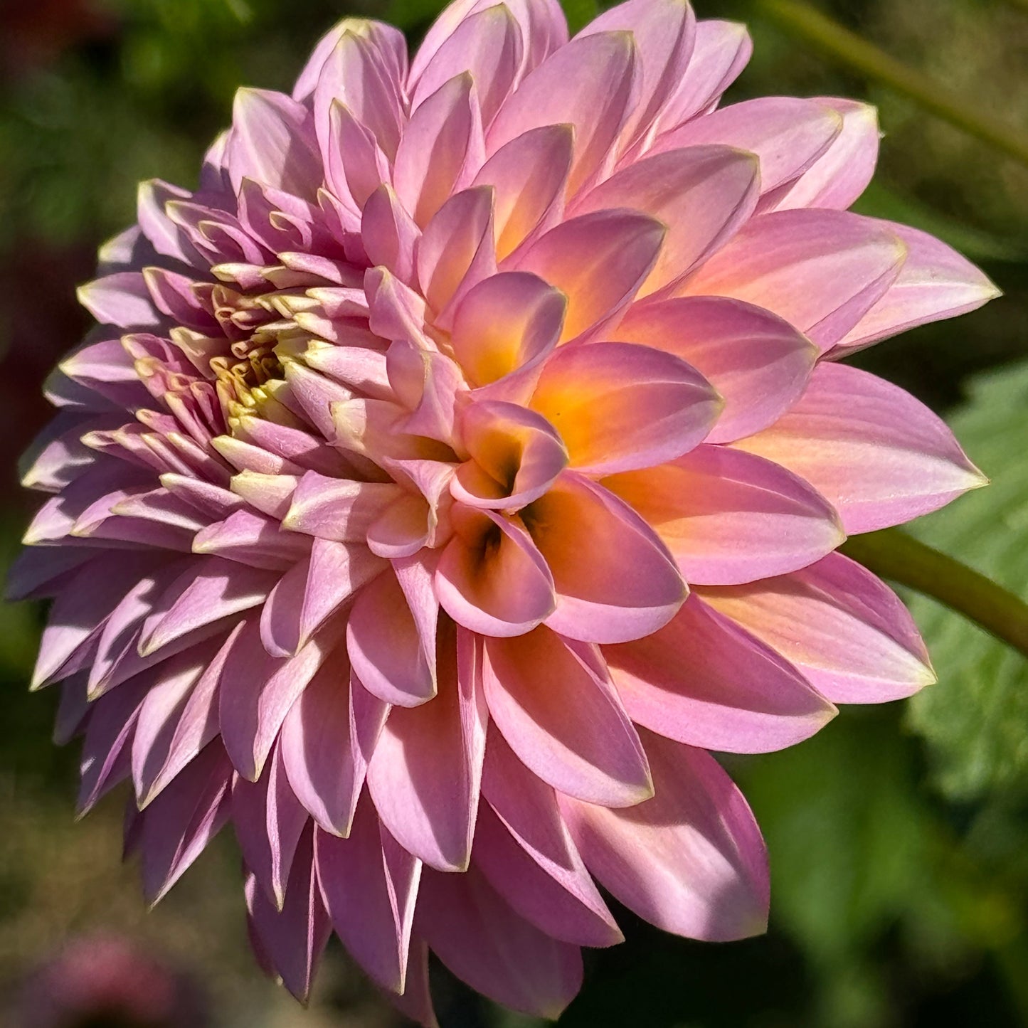 Bloomquist Essence Dahlia