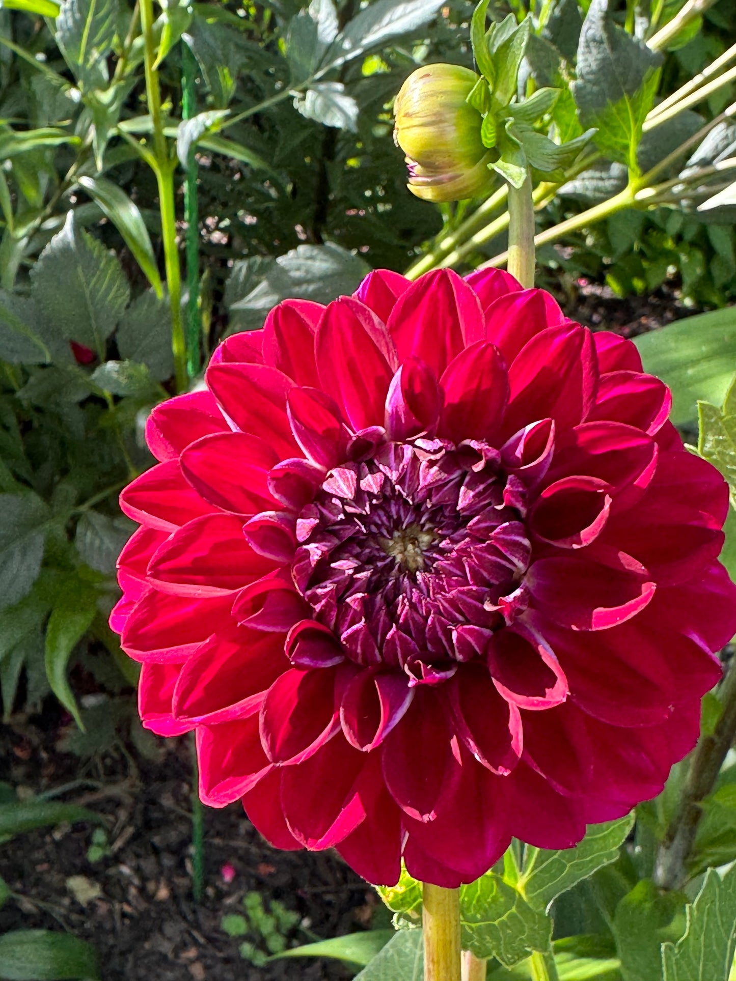 Lupin Chris Dahlia