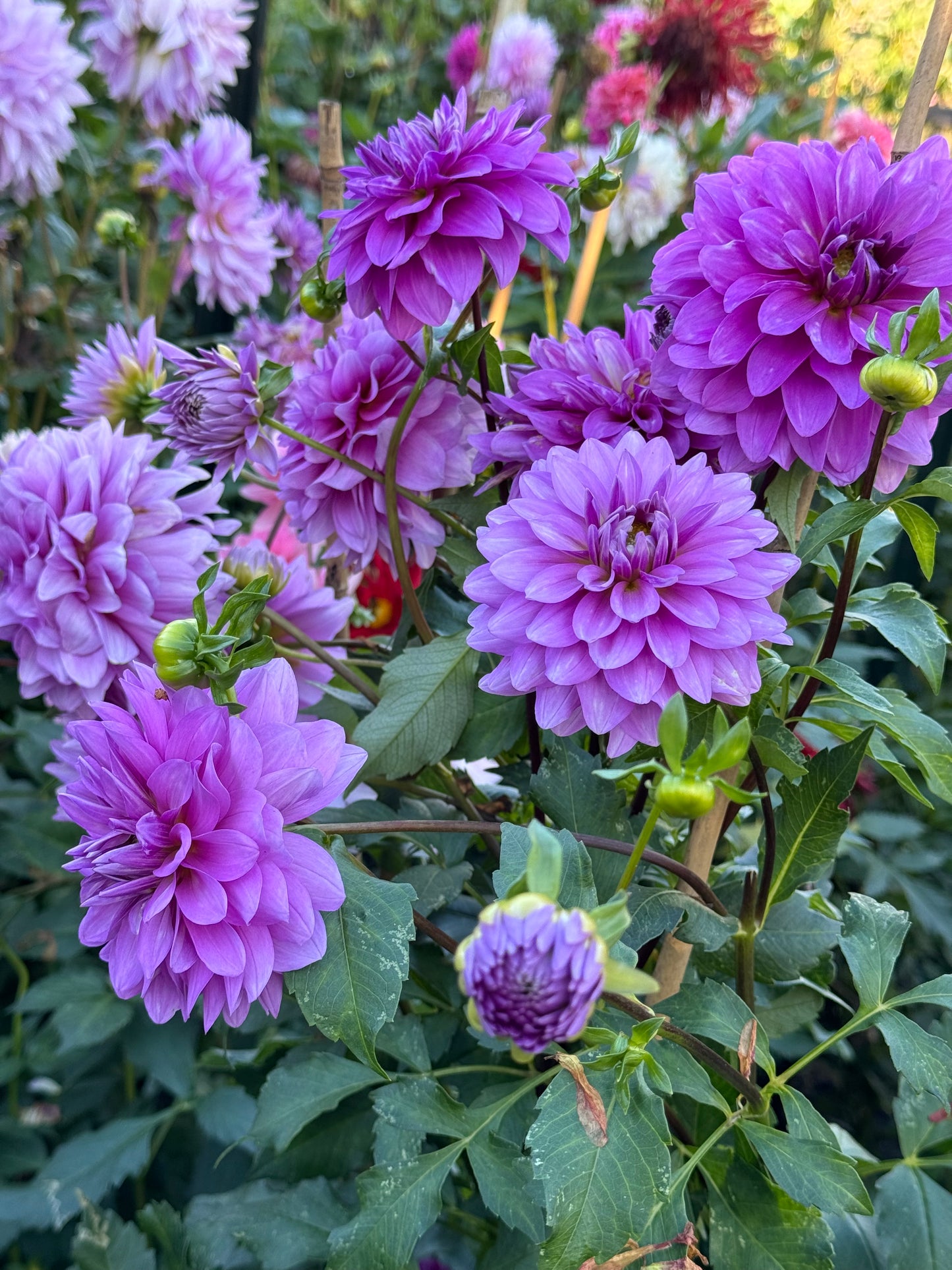 Mediterannee  Dahlia