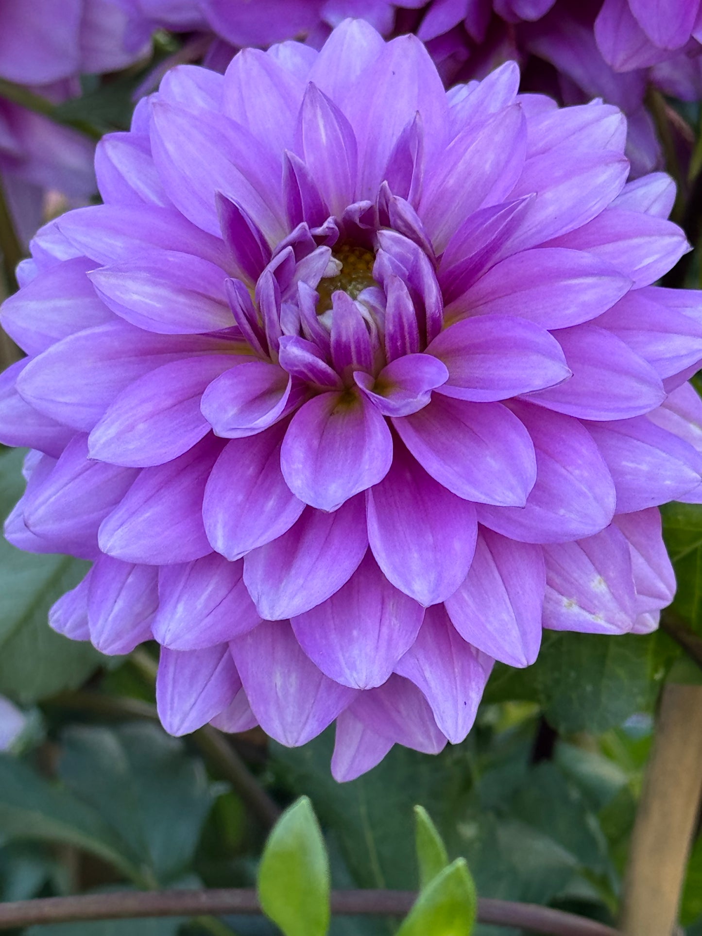 Mediterannee  Dahlia