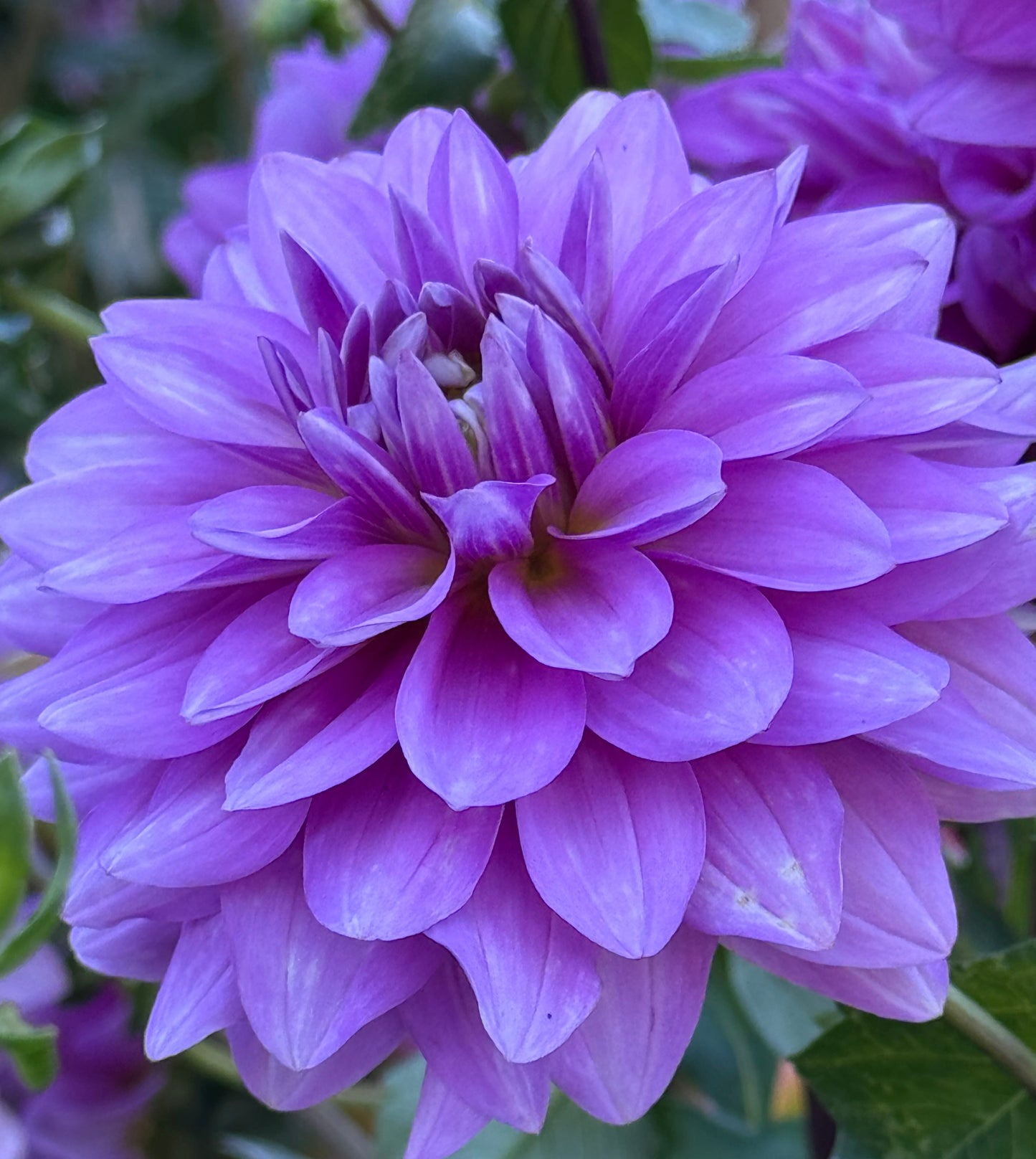 Mediterannee  Dahlia