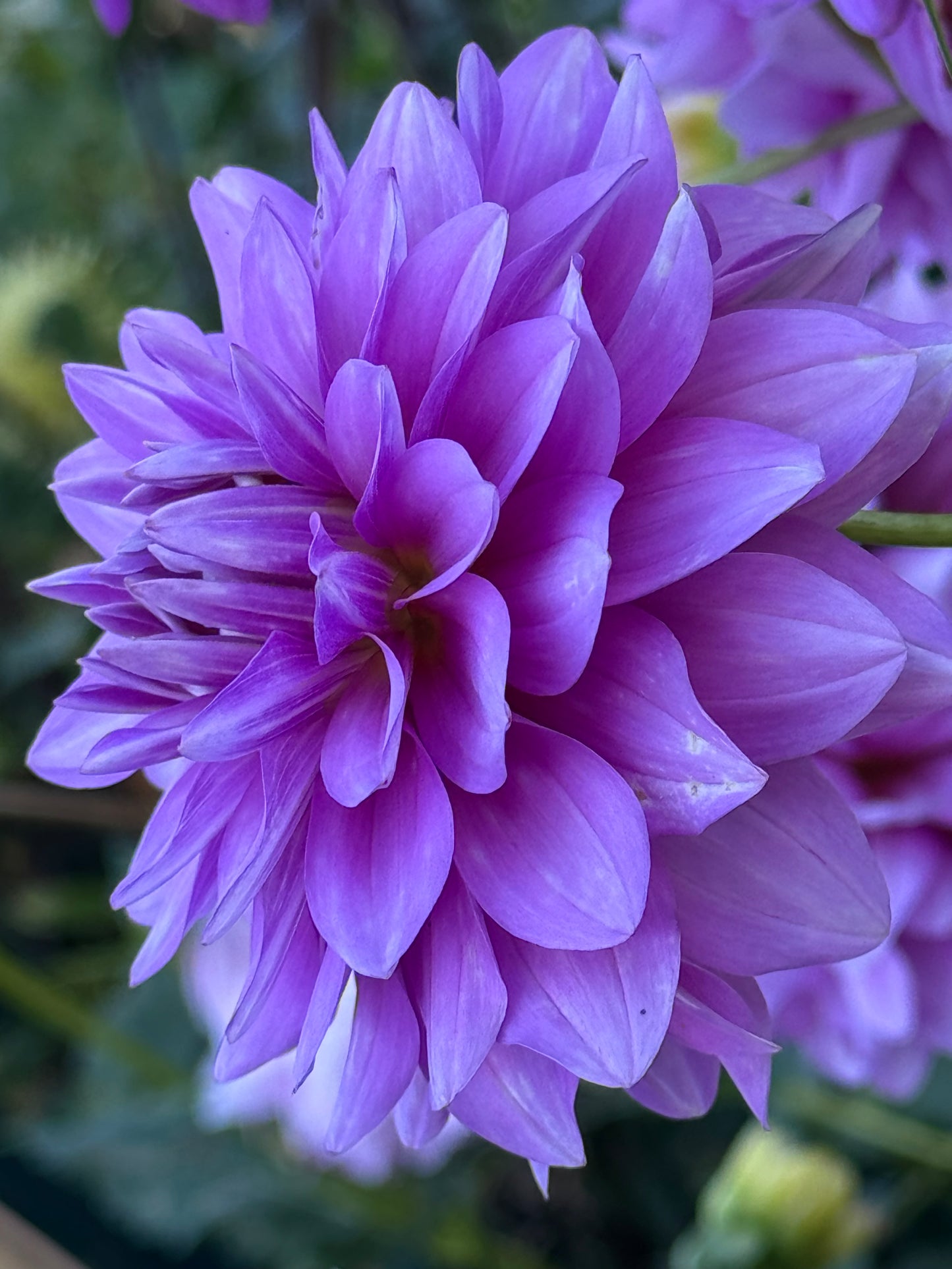 Mediterannee  Dahlia