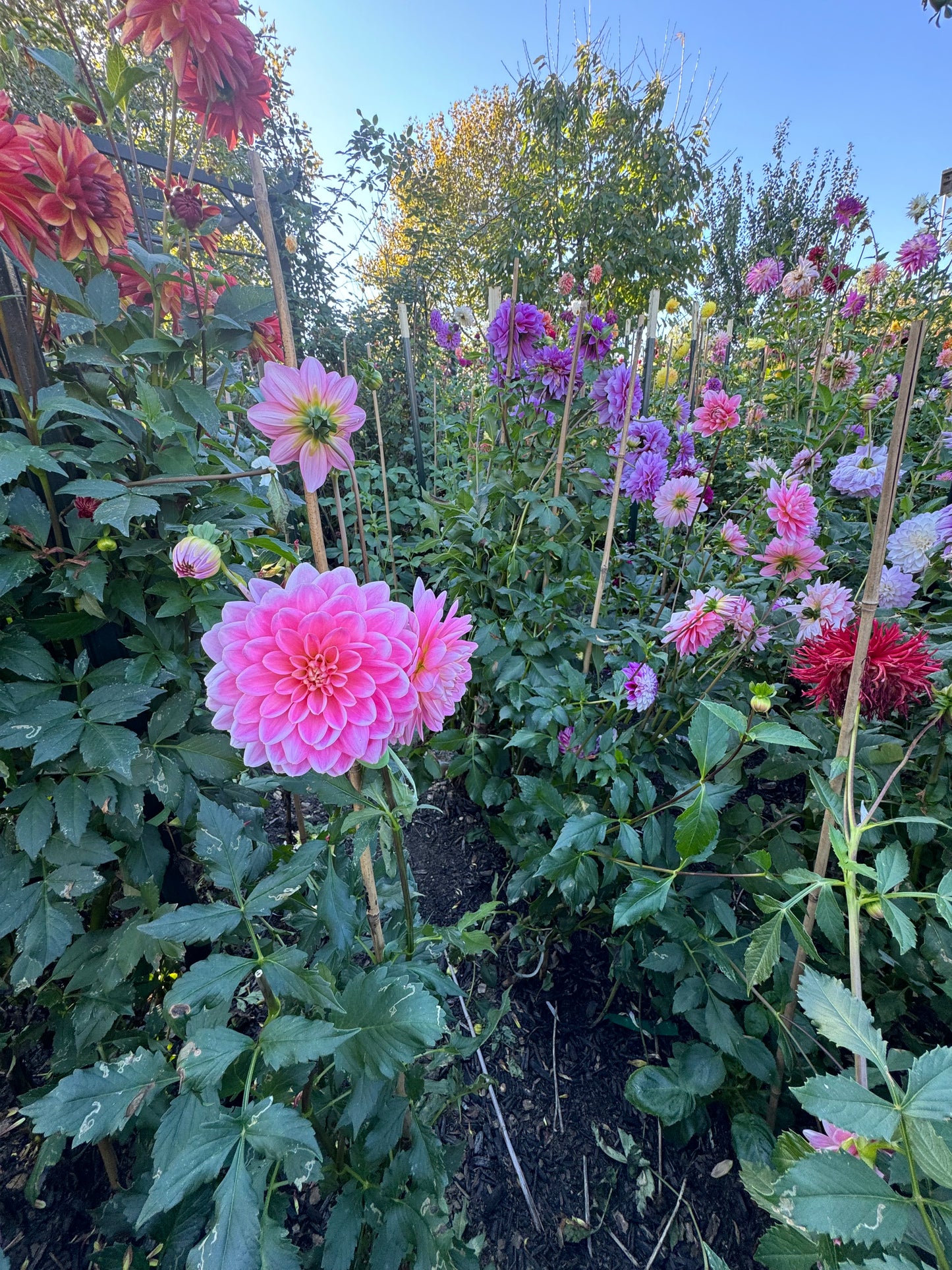 Apricot Desire Dahlia