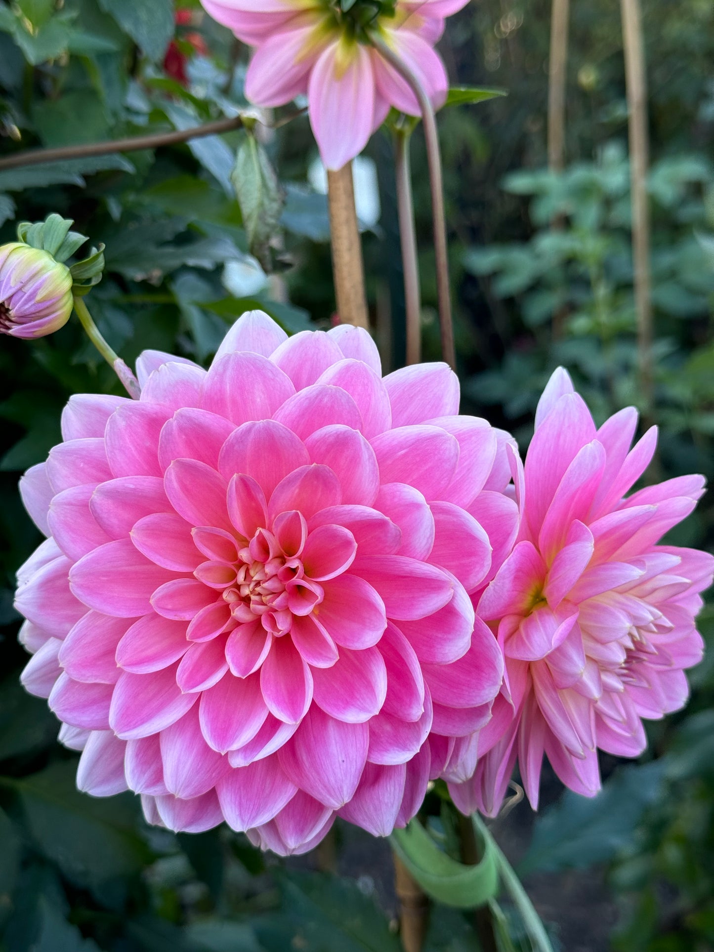 Apricot Desire Dahlia