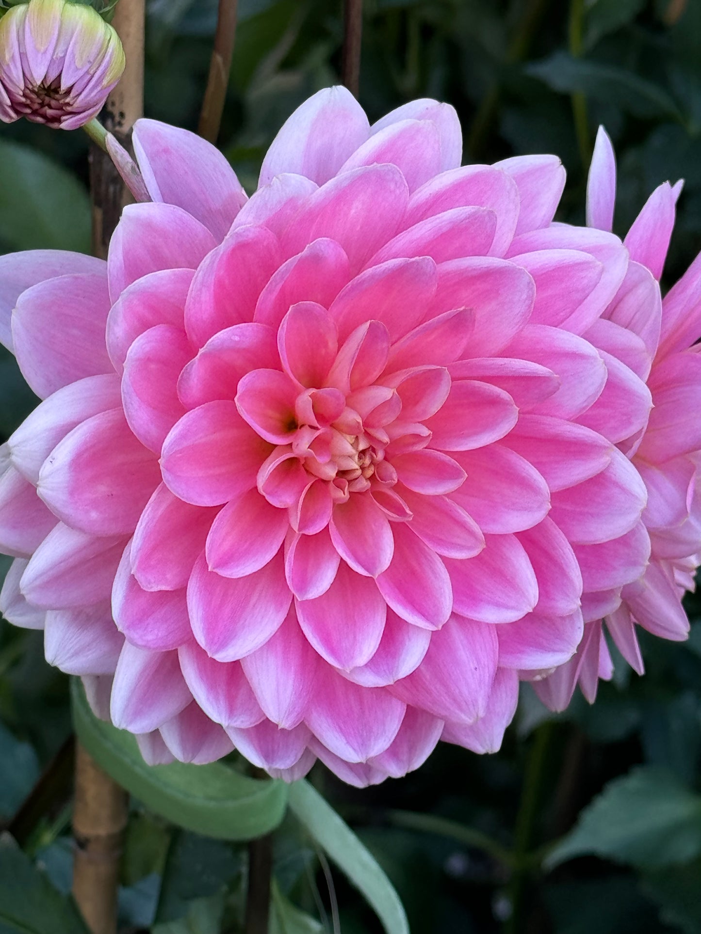 Apricot Desire Dahlia