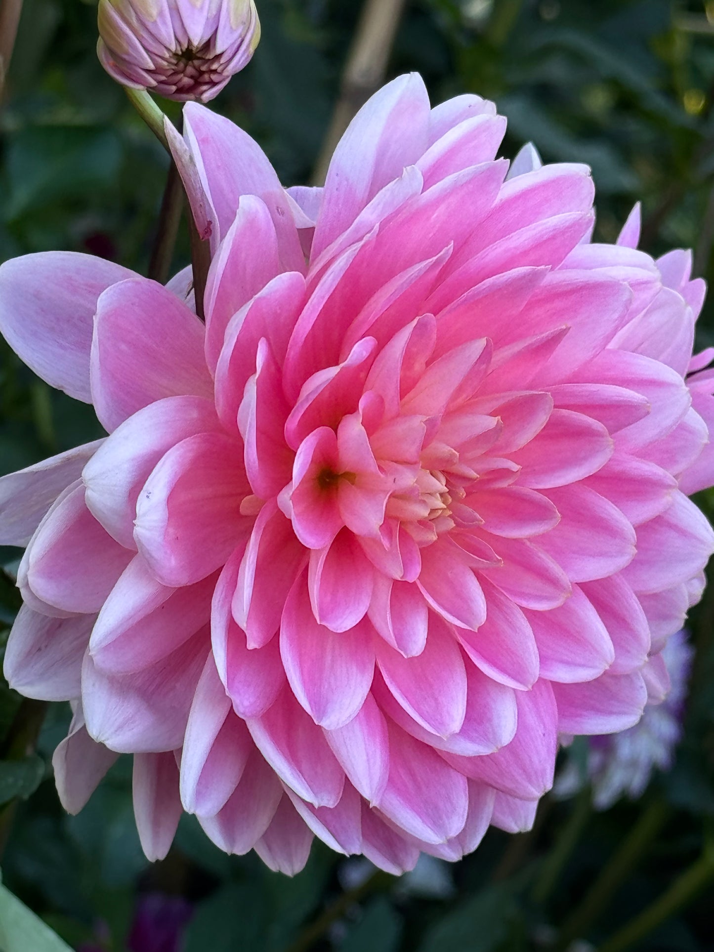 Apricot Desire Dahlia