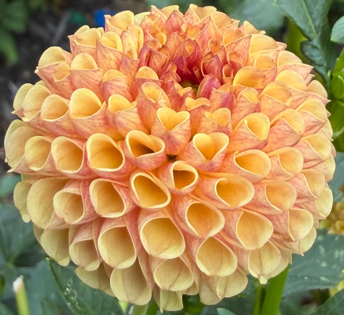 Tiny Dahlia