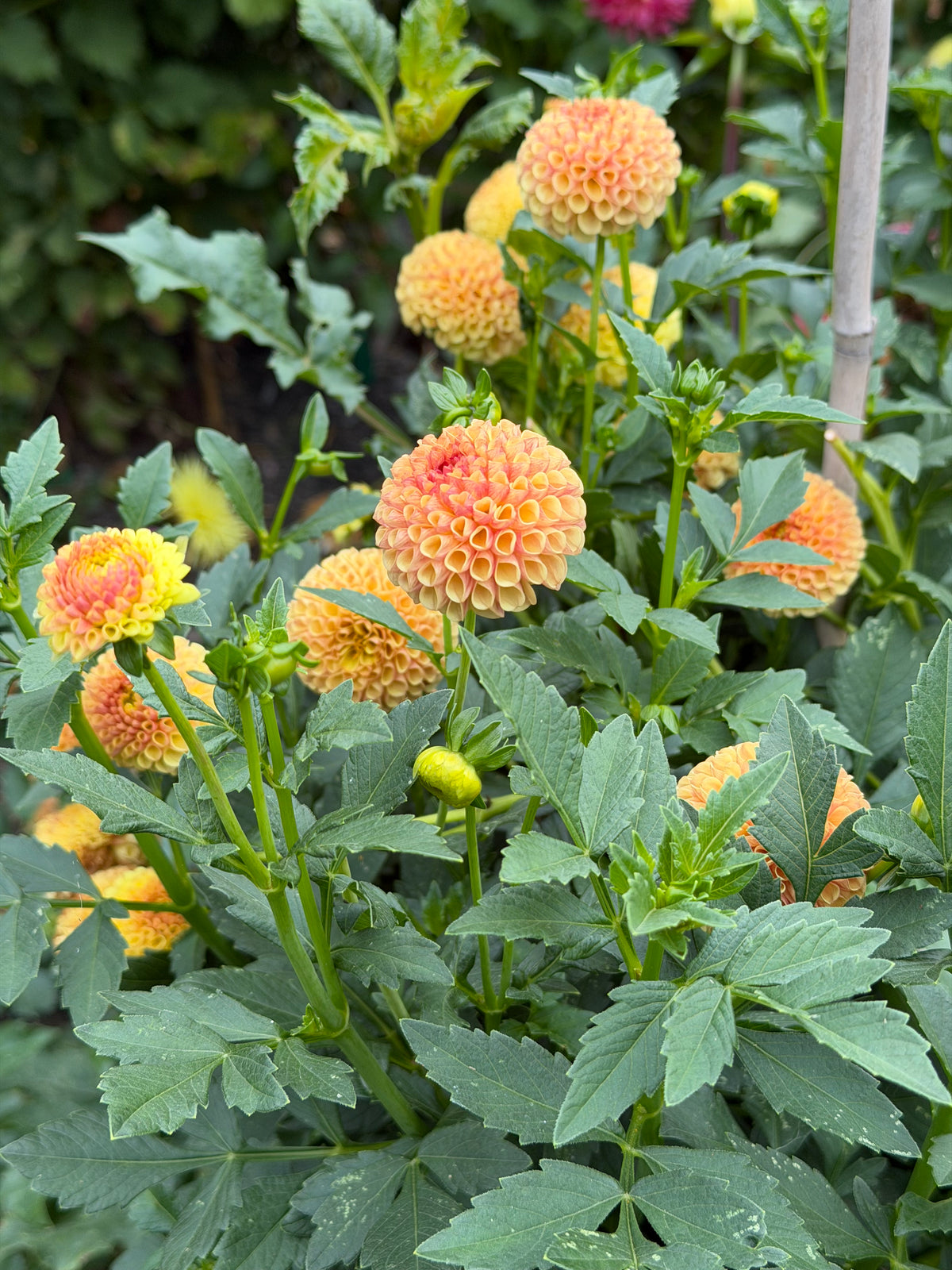 Tiny Dahlia