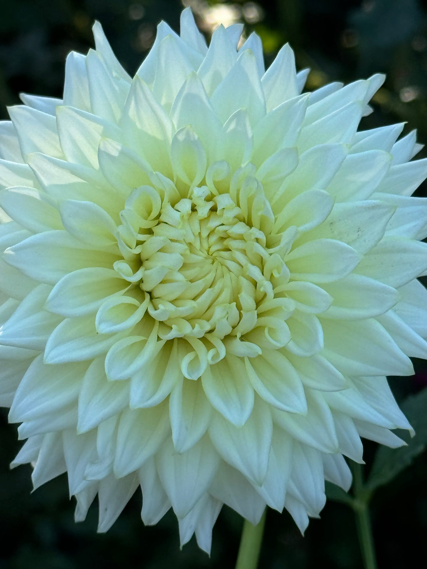 Beaucon White Dahlia