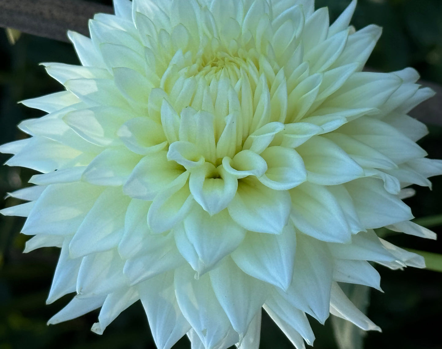 Beaucon White Dahlia