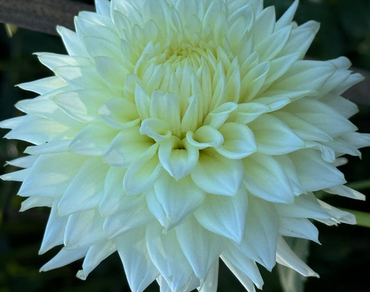 Beaucon White Dahlia