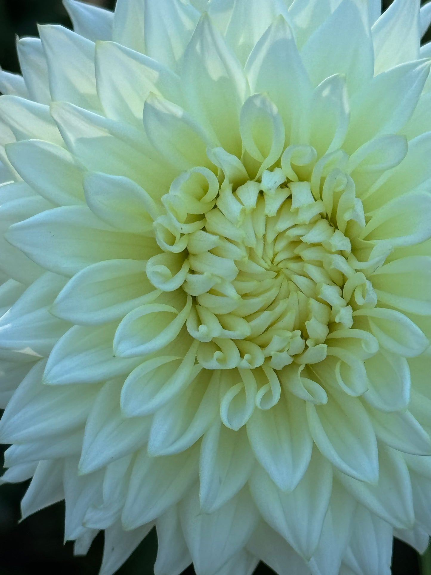 Beaucon White Dahlia