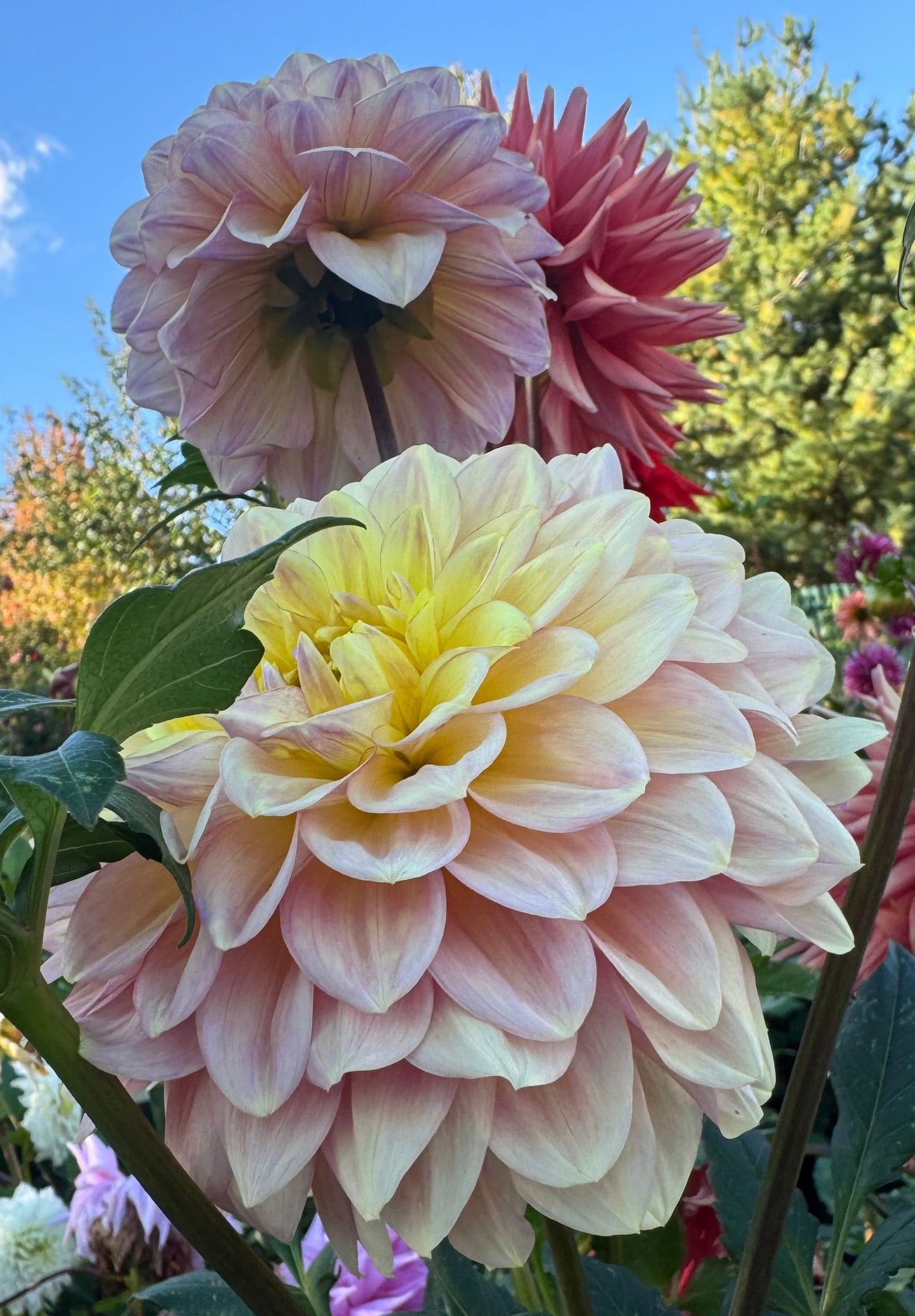 Wyn’s New Pastel Dahlia