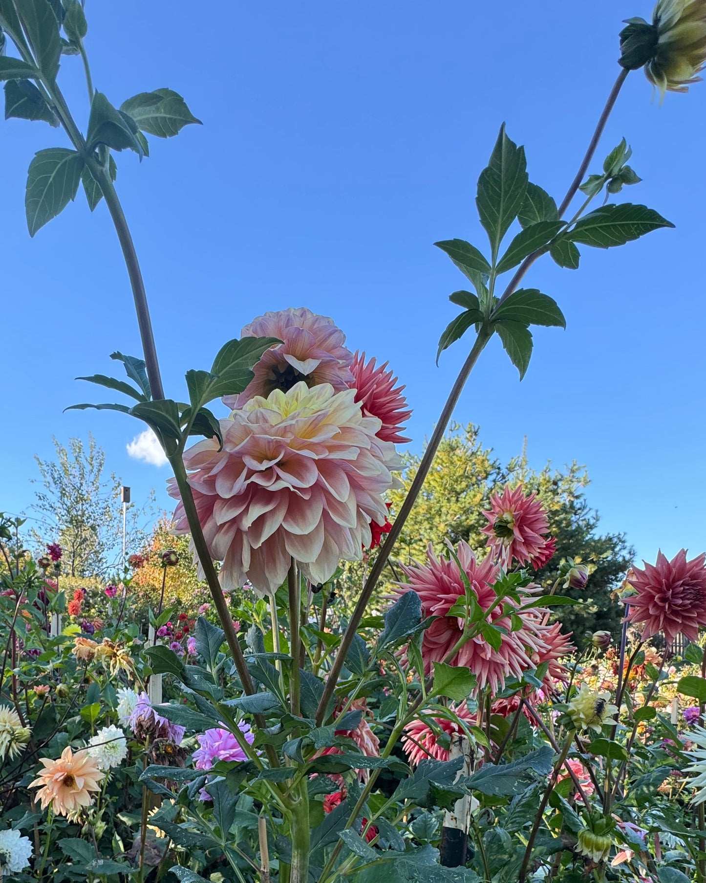 Wyn’s New Pastel Dahlia