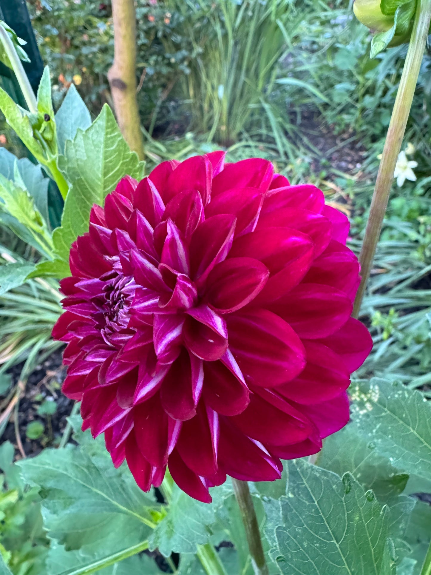 Lupin Chris Dahlia